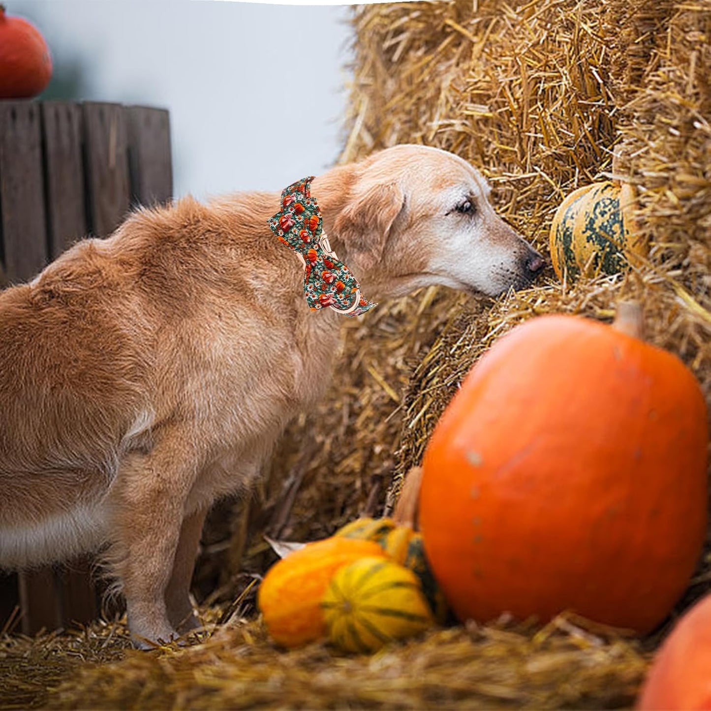 Halloween-Themed Adjustable Dog Collar with Bow and Pumpkin Floral Print for Small to Large Dogs